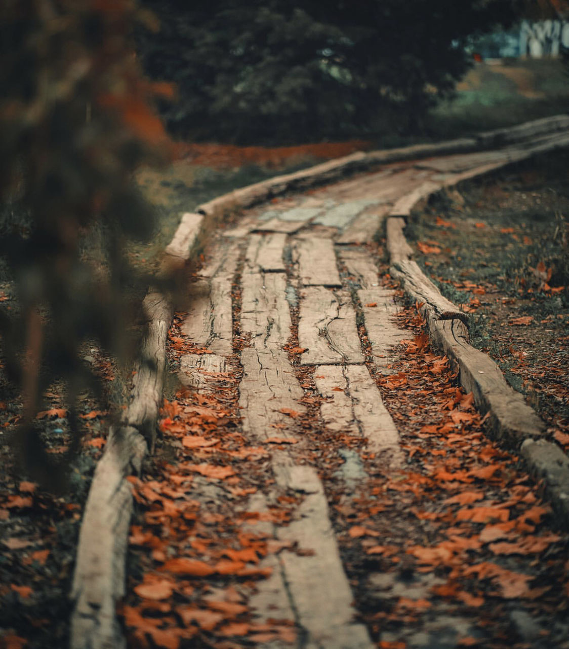 HIGH ANGLE VIEW OF OLD RAILROAD TRACK AMIDST TREES