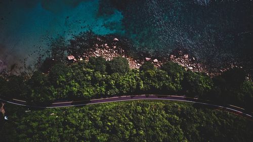 High angle view of trees on road at night