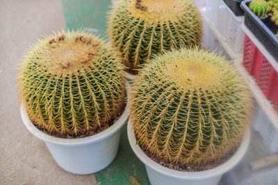 High angle view of succulent plant in pot