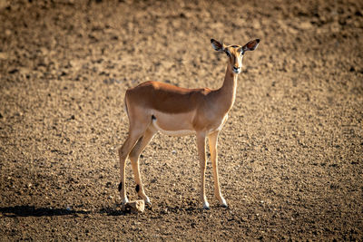 Female common impala standing in rocky pan