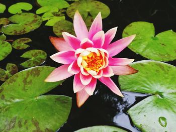 Close-up of pink water lily blooming outdoors