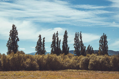 Plants growing on land against sky