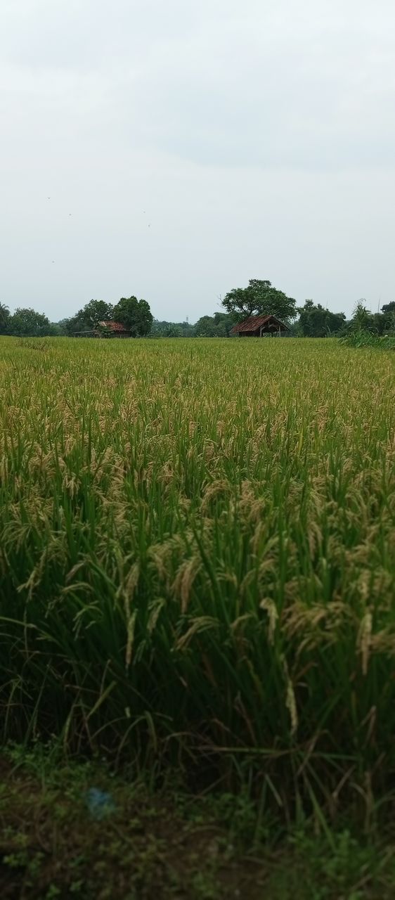 field, plant, landscape, agriculture, land, rural scene, crop, growth, sky, green, environment, grass, cereal plant, nature, farm, paddy field, soil, cloud, scenics - nature, rural area, no people, beauty in nature, food, tranquility, corn, day, food and drink, tranquil scene, outdoors, grassland, prairie, meadow, plain, tree, plantation