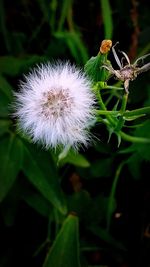 Close-up of flower