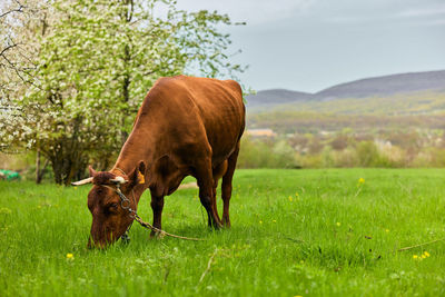 Horse grazing on field