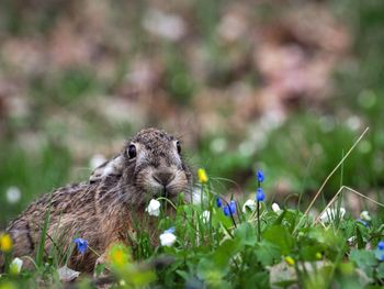 Close-up of an hare on field