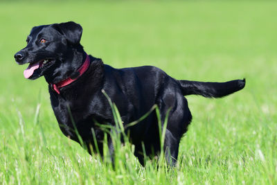 Action shot of a young black labrador running through a field