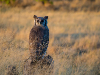 Portrait of african owl sitting in high grass looking at camera, moremi national park, botswana