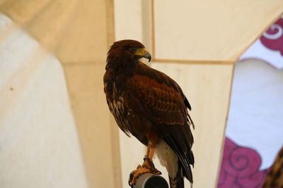 Close-up of bird perching on wall