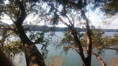 Trees by lake against sky