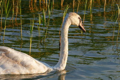 Side view of a swan in lake