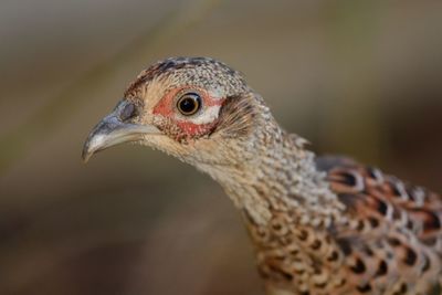 Close-up of pheasant