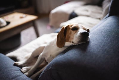 pet