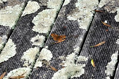 High angle view of butterfly on tree trunk
