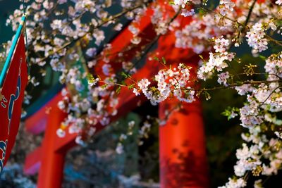 Low angle view of cherry blossoms blooming against torii gate