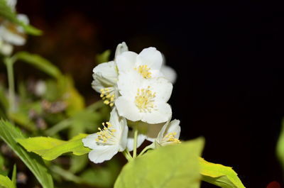 Close-up of white flowering plant