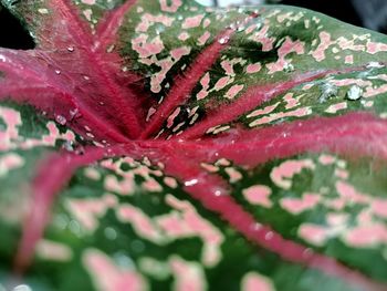 Close-up of wet red leaves