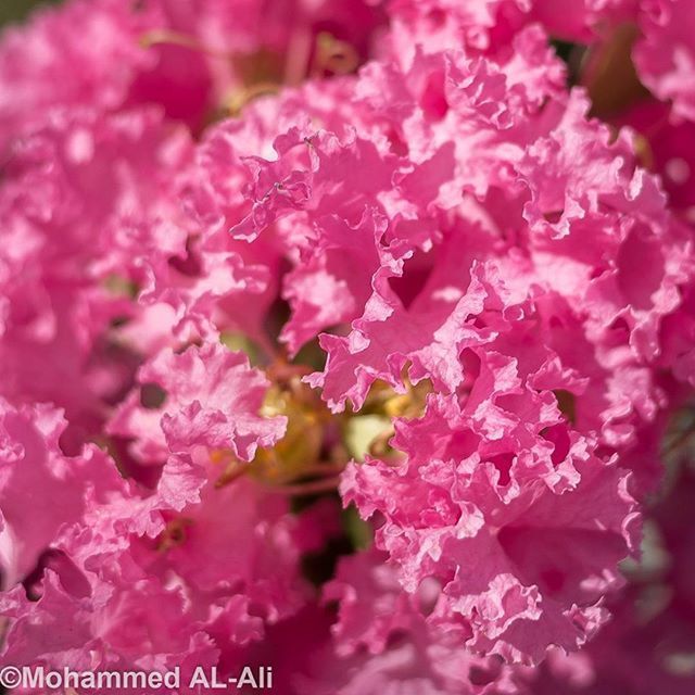 flower, freshness, petal, pink color, fragility, beauty in nature, growth, flower head, close-up, nature, blooming, focus on foreground, selective focus, pink, plant, blossom, in bloom, day, outdoors, no people