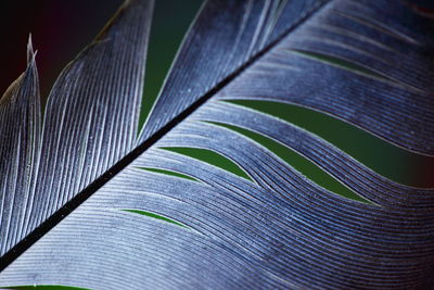 Close-up of white feather