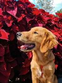 Close-up of a dog looking away