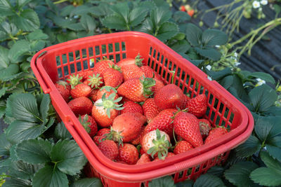 High angle view of fruits in basket