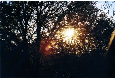 Sun shining through trees