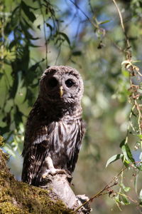 Close-up of owl perching on tree