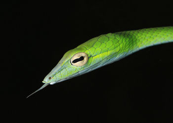 Close-up of green lizard