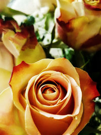 Close-up of rose roses