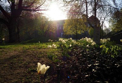 Sun shining through trees