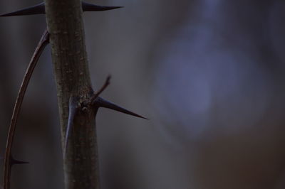 Close-up of leaf against sky