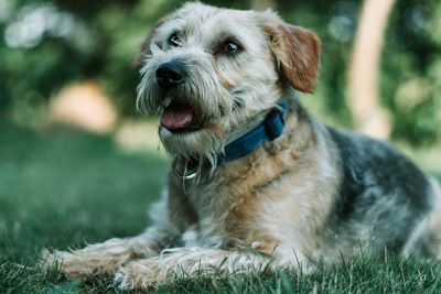 Close-up of dog looking away on field