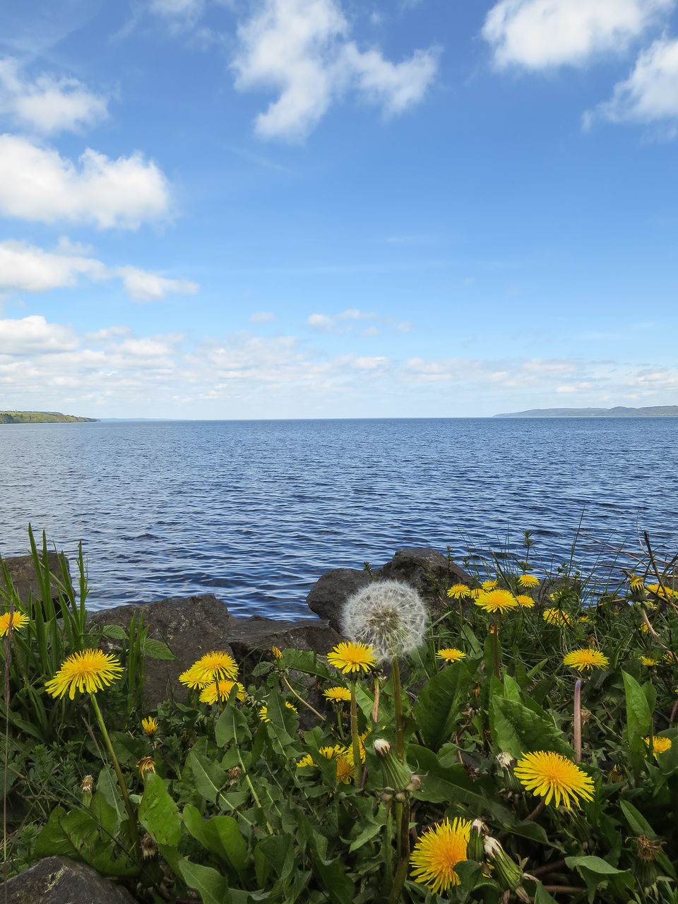 flower, water, beauty in nature, sea, horizon over water, tranquil scene, yellow, sky, freshness, scenics, nature, tranquility, growth, plant, fragility, cloud - sky, blooming, idyllic, cloud, no people