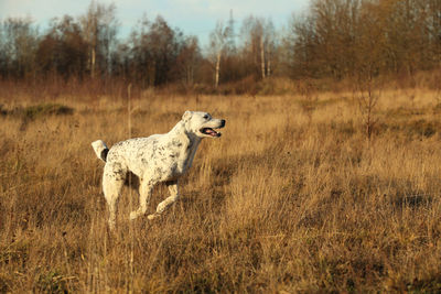 Dog standing in a field