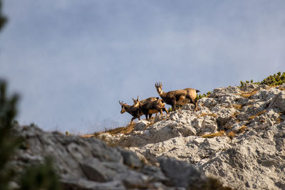 View of animals on rock