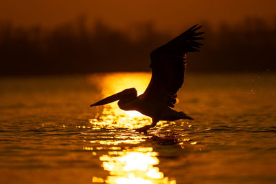 Bird flying over lake