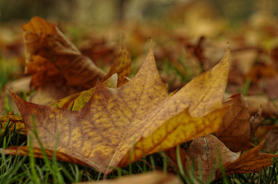 Close-up of dry maple leaves