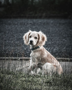 Portrait of dog on field