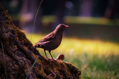 Bird on top of olive tree trunk - pássaro em cima de tronco de oliveira .