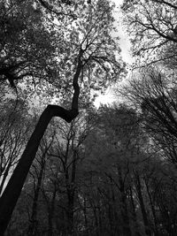 Low angle view of bare trees against sky