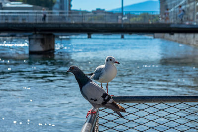 Seagull perching on a sea
