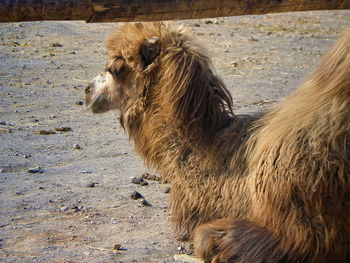 Bactrian camel relaxing on field