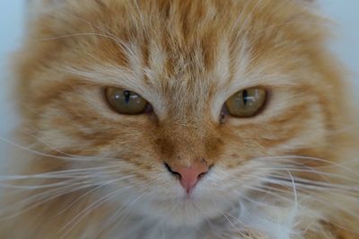 Close-up portrait of cat