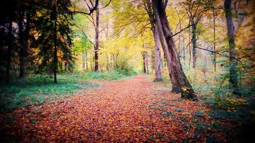 Trees in forest during autumn