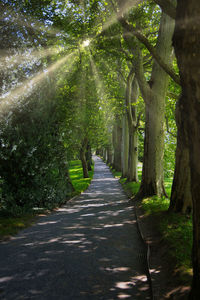 Road amidst trees in forest