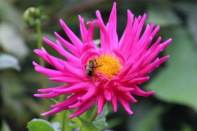 Close-up of pink flower with a bee