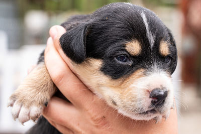 Close-up portrait of puppy