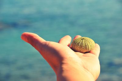 Close-up of hand holding sea urchin