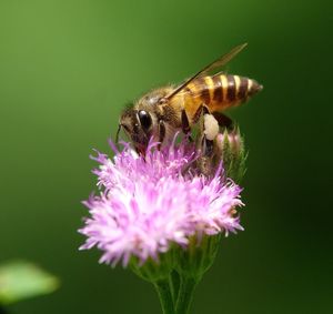 Close-up of bee pollinating on purple flower