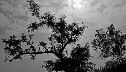 Low angle view of silhouette tree against sky